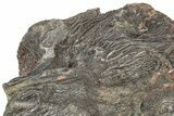 Silurian Fossil Crinoid (Scyphocrinites) Plate - Morocco #255686-2